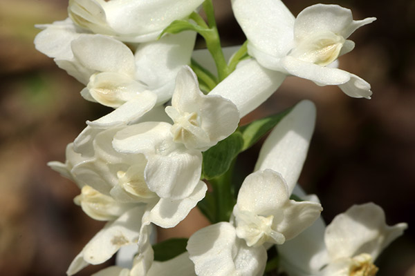 白花のエゾエンゴサク-29