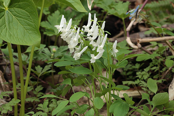 白花エゾエンゴサク-1