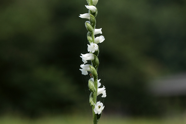 白花のネジバナ-3