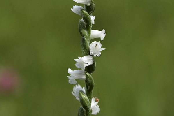 白花のネジバナ-4