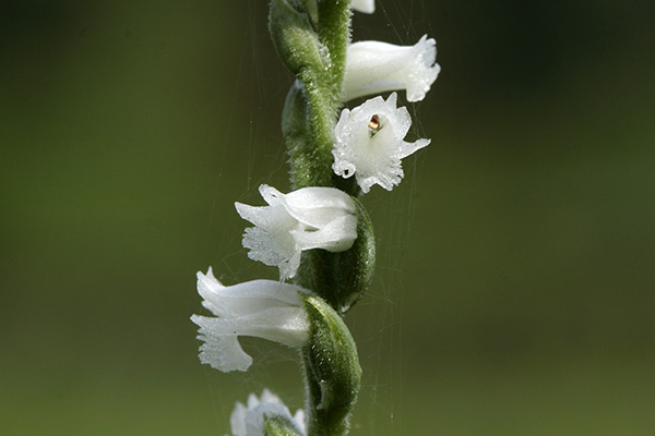 白花のネジバナ-5