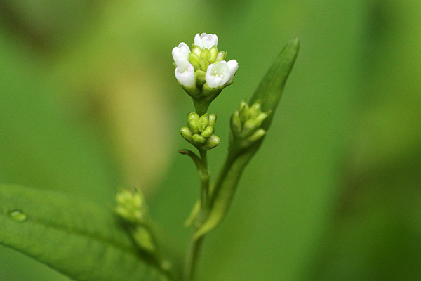 白花のアキノウナギツカミ-7