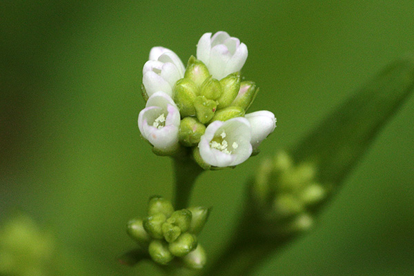 白花のアキノウナギツカミ-8