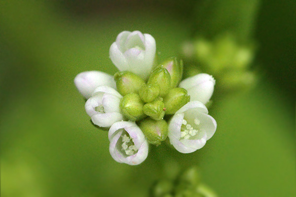 白花のアキノウナギツカミ-9