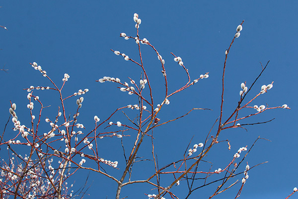 エゾノバッコヤナギ花芽-1