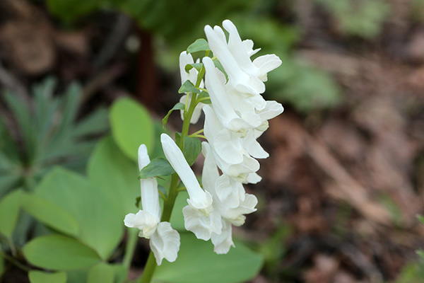 白花のエゾエンゴサク-23