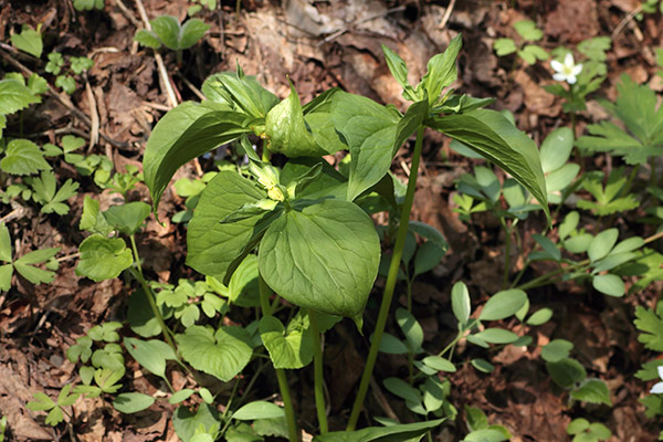 緑花のオオバナノエンレイソウ-5