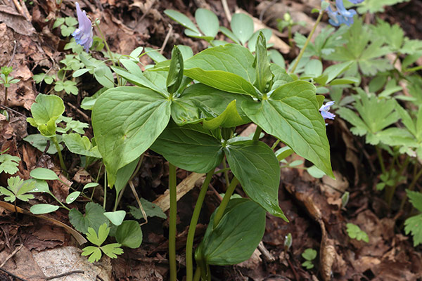 緑花オオバナノエンレイソウ蕾-1