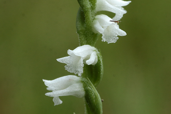 白花のネジバナ-4