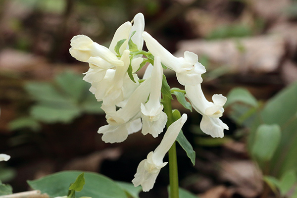 白花エゾエンゴサク-33