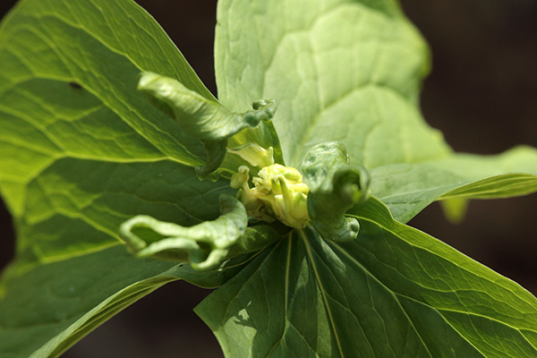 緑花のオオバナノエンレイソウ蕾-5