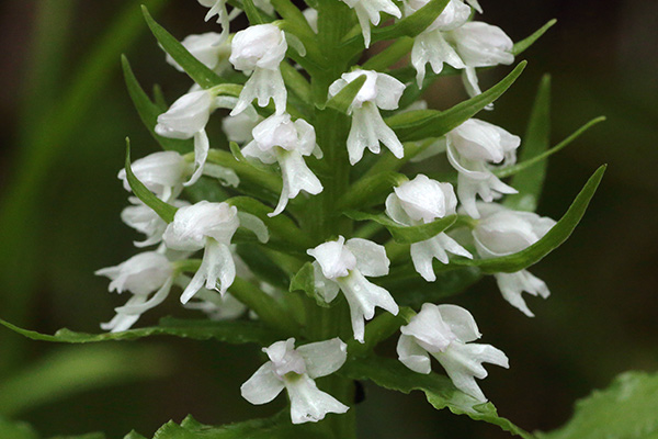 白花ノビネチドリ-3