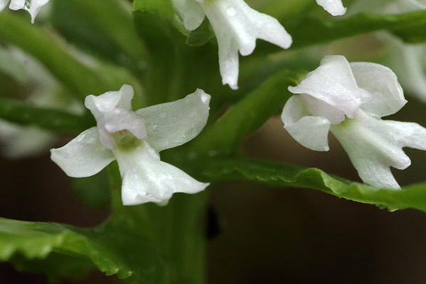 白花ノビネチドリ-5