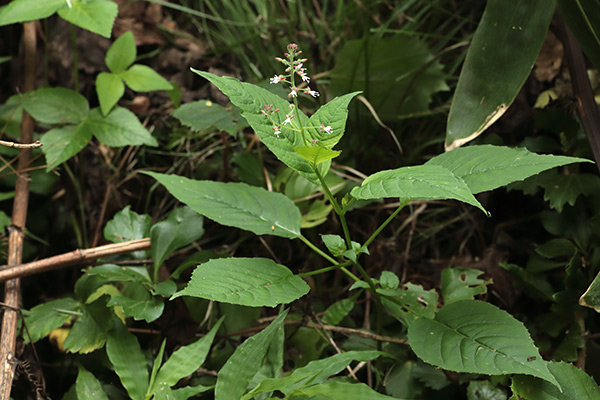 エゾミズタマソウ-7