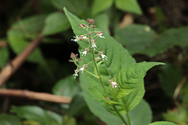 エゾミズタマソウ-8