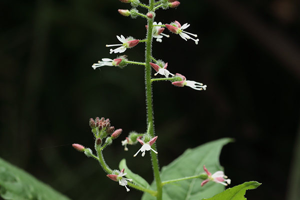 エゾミズタマソウ-9