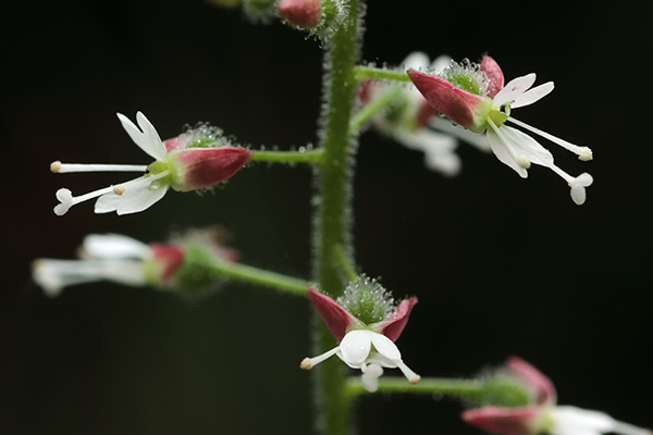 エゾミズタマソウ-10