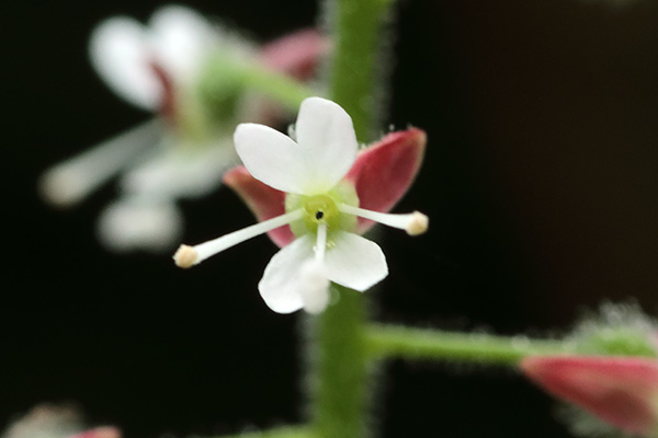 エゾミズタマソウ-11