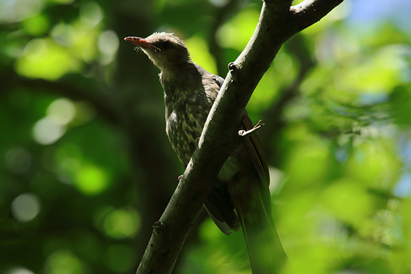 ヒヨドリ幼鳥-10