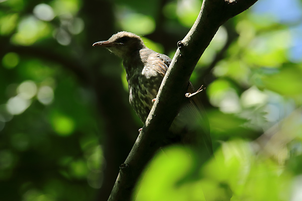 ヒヨドリ幼鳥-11
