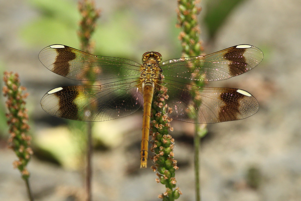 ミヤマアカネ-1