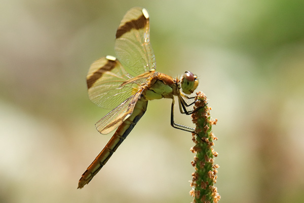 ミヤマアカネ-2