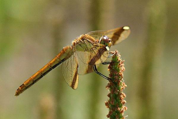 ミヤマアカネ-3