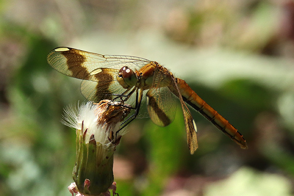ミヤマアカネ-4