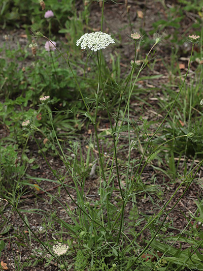 ノラニンジン-1