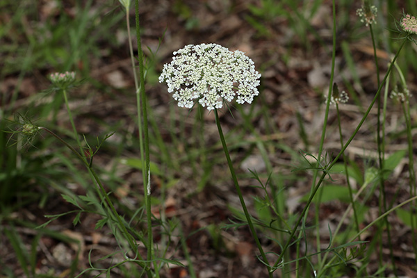 ノラニンジン-2