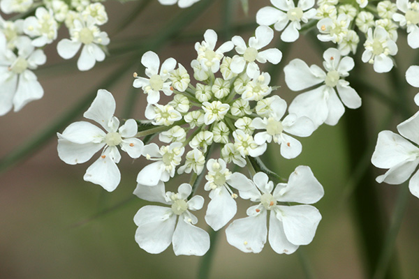 ノラニンジン-6