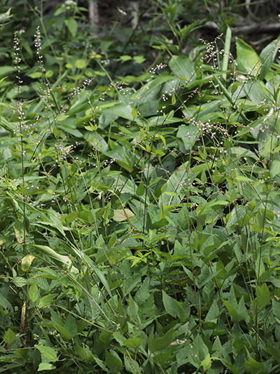 ヌスビトハギ-1