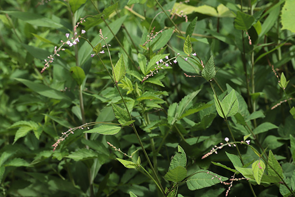 ヌスビトハギ-2