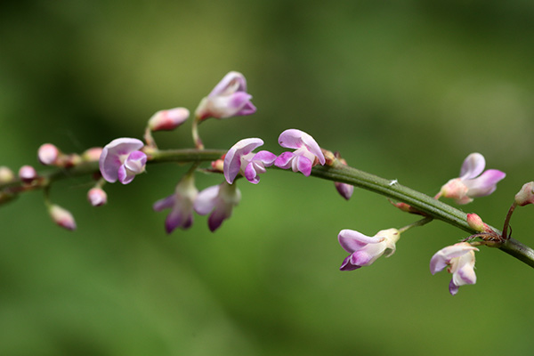 ヌスビトハギ-4