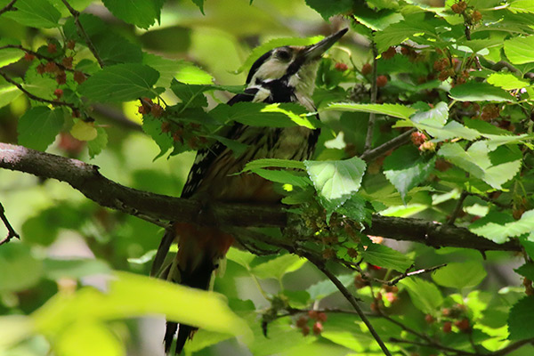 オオアカゲラ幼鳥-166