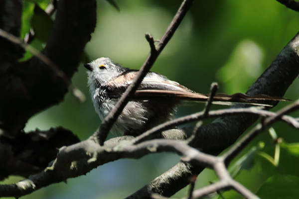 シマエナガ幼鳥-153