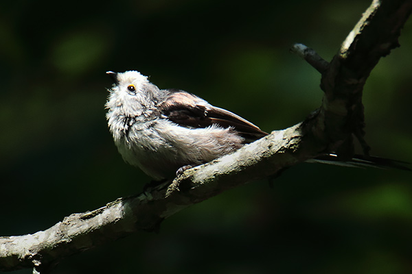 シマエナガ幼鳥-154