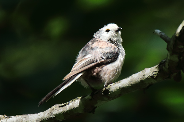 シマエナガ幼鳥-155