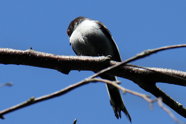 シマエナガ幼鳥-157
