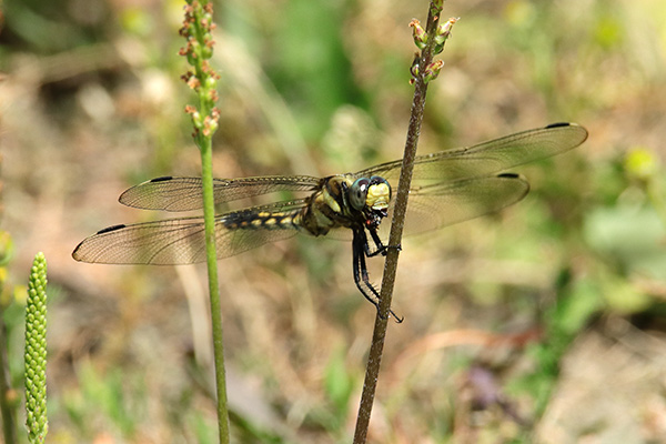 シオカラトンボ-2