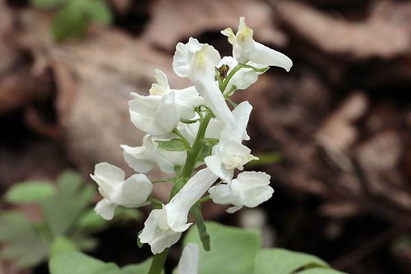 白花エゾエンゴサク-23