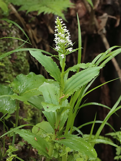 白花ノビネチドリ-6