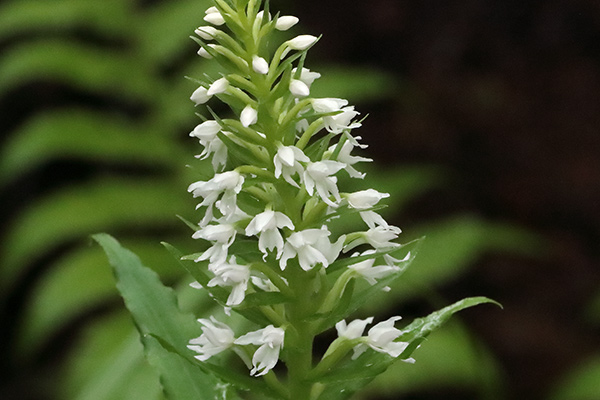 白花ノビネチドリ-8