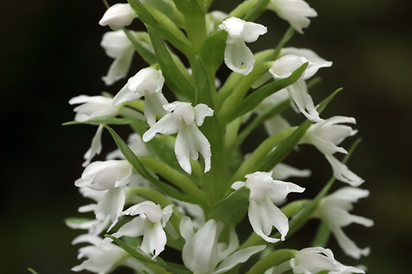 白花ノビネチドリ-9