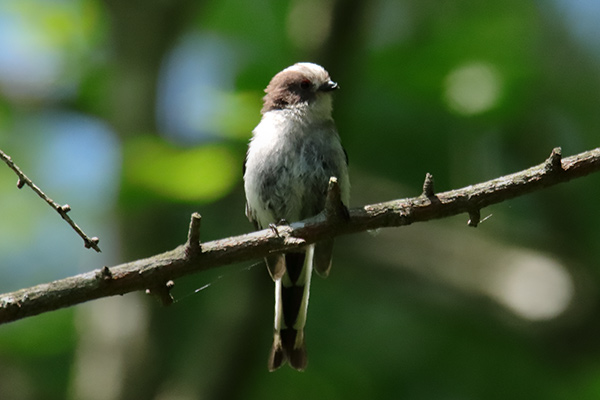 シマエナガの幼鳥-68