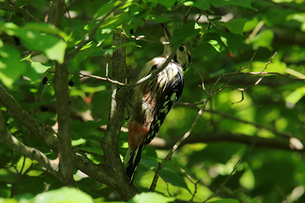 オオアカゲラ幼鳥-253
